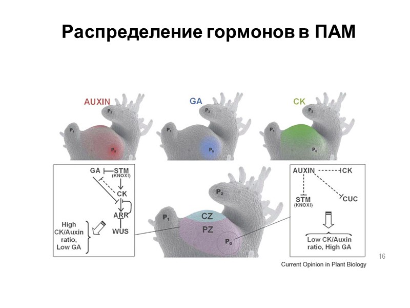16 Распределение гормонов в ПАМ